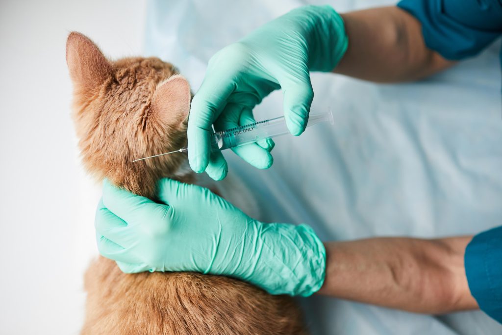 Close-up of vet doctor in protective gloves making an vaccination to domestic cat before summer season