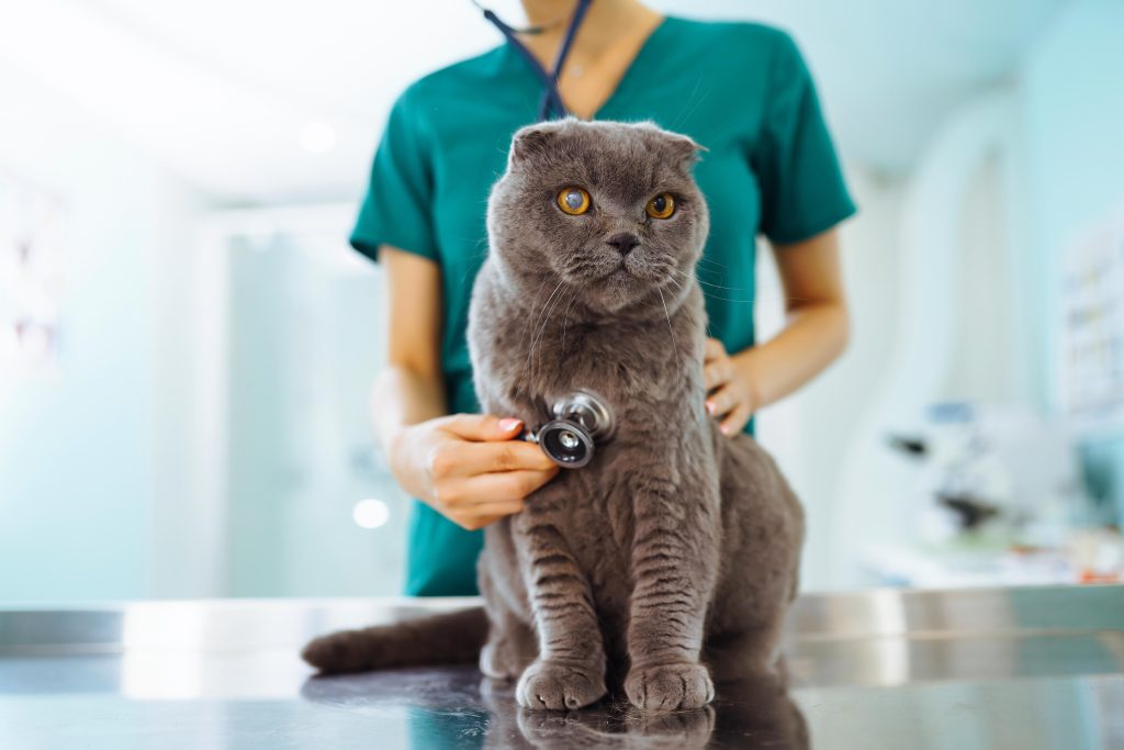 Woman veterinarian examining cat on table in veterinary clinic. Healthcare, medicine treatment of pets.